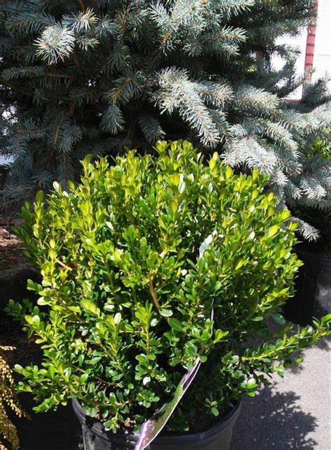 Buxus Microphylla Japonica Baby Gem Boxwood Hickory Hollow Nursery