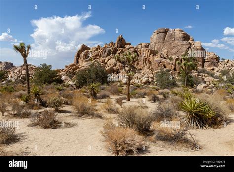 General View In The Barker Dam Area Of The Joshua Tree National Park