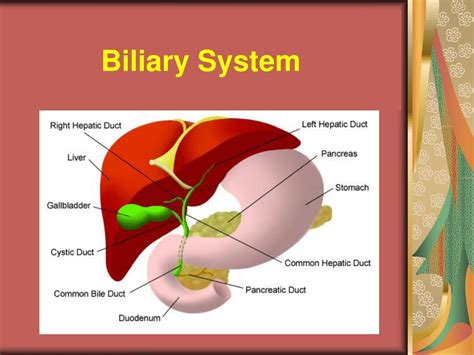Ppt Gallbladder And Biliary Ducts Powerpoint Presentation Free
