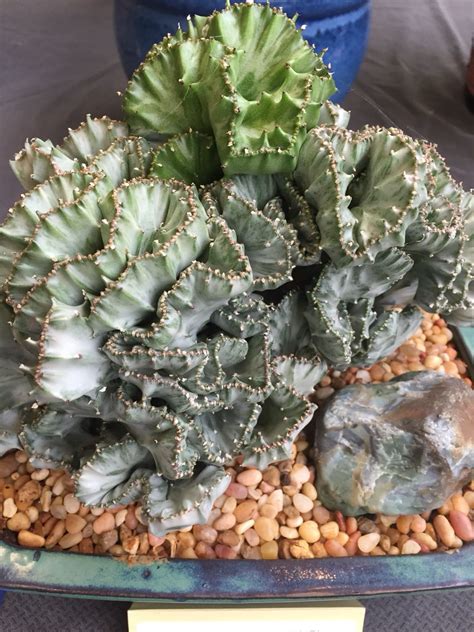 Did you know that all cactus are succulents, but all succulents are not cactus? Euphorbia lactea variegata Origin: India At San Francisco ...