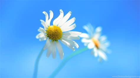 Cute Daisy Wallpapers Top Free Cute Daisy Backgrounds
