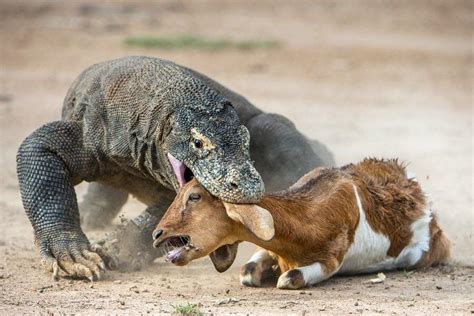 🔥 Komodo Dragon Killing A Goat Rnatureisfuckinglit