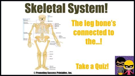 Skeletal System Human Body Skeleton Science Video For Middle Elementary