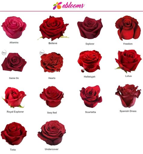 Undercover Red Rose Variety Ebloomsdirect Eblooms Farm Direct Inc