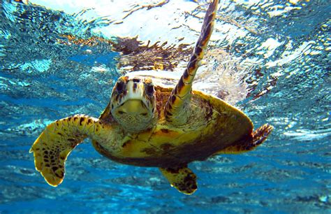 Sea Turtles In Southwest Florida Everything You Need To Know