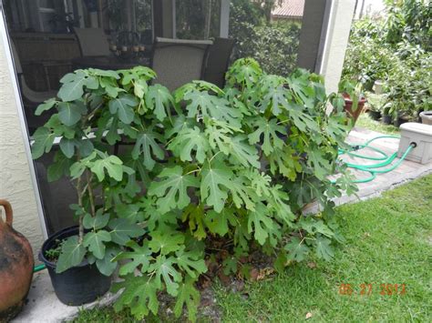 Fig Trees Do Very Well Growing In Containers Growing