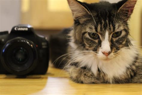 Cat Photographer Pixahive