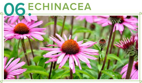 16 Medicinal Plants To Keep In Your Home Proflowers