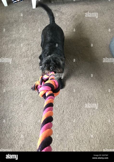 Playing Tug Of War With Dog Hi Res Stock Photography And Images Alamy