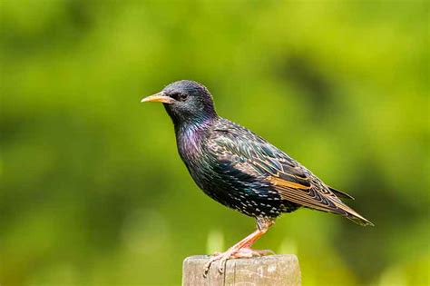 British Garden Birds Identification Guides Bird Spot