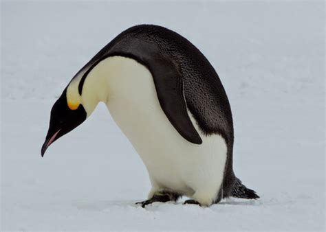Polar Ponderings From Polar Bears To Penguins Emperor Penguin Sighting