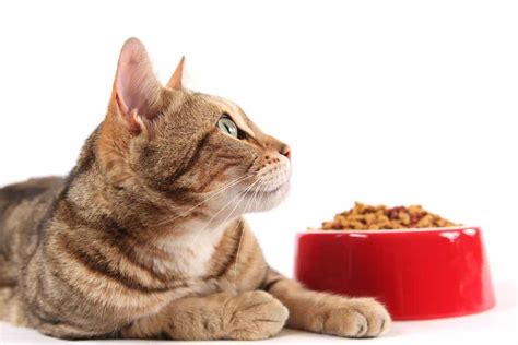 Hence, it is an excellent choice for kitties that don't drink enough fluids to keep their bladders flushed. Best Cat Food for Cats with Urinary Tract Problems: 3 ...