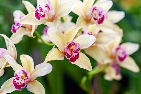 Easy Orchids To Grow