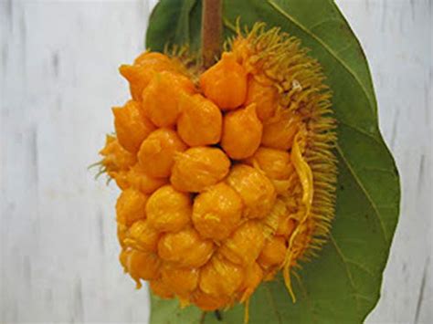 Royal Land Rare Wild Jackfruit Plant Artocarpus Hirsutus Anjili 1