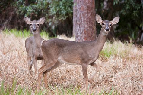 Florida Image Tools Florida White Tailed Deer