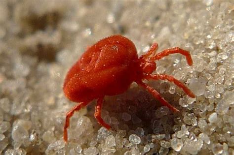 Images Of Tiny Red Bugs Insect And Bug Id Forum Tiny Redblack
