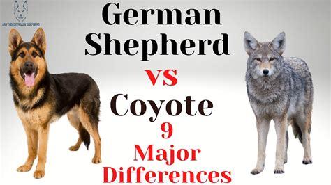 German Shepherd Vs Coyote 9 Major Differences Youtube