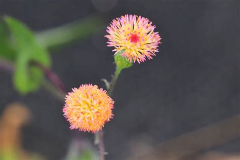 A Really Pretty Small Wild Flower Photo