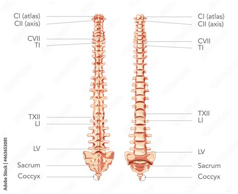 Human Vertebral Column In Anterior Posterior View With Spine Parts