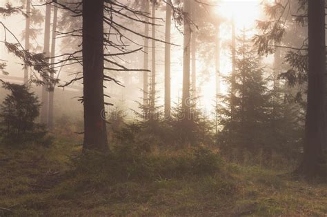Foggy Forest At Sunrise Stock Image Image Of Bucovina 78055719