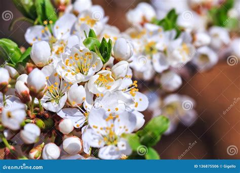 Blooming Wild Plum Tree Stock Photo Image Of Blooming 136875506