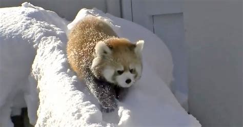 Baby Red Pandas Play In The Snow
