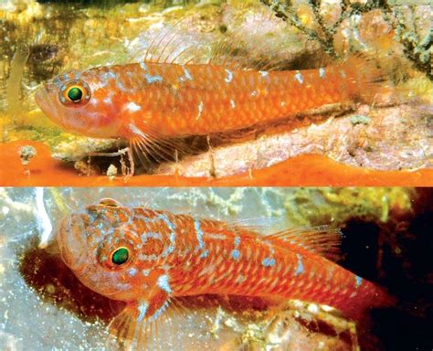 Trimma Christianeae A New Species Of Goby From Milne Bay Province