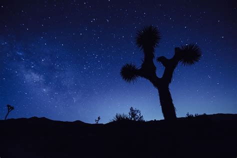 The Unique Poses Of The Joshua Tree National Park Quest