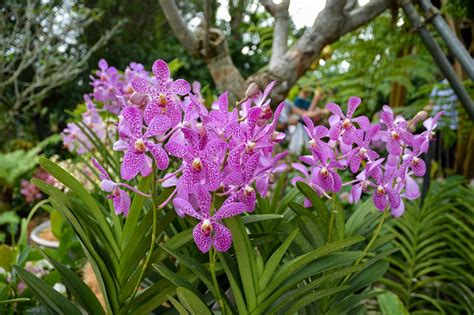 singapore orchid garden opening hours fasci garden