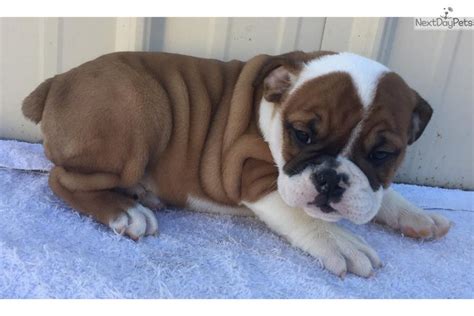 Here we have an absolutely stunning litter of kc registered english bulldog puppies, with outstanding pedigree lines including: Mollie: English Bulldog puppy for sale near Tulsa, Oklahoma. | 9c154c00-acf1