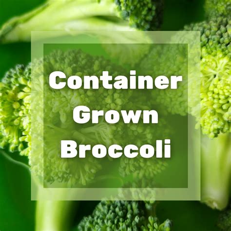 How To Grow Broccoli In Containers Dengarden