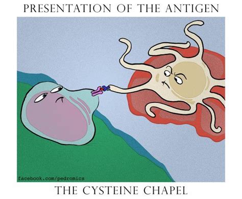 when immunology and art combine apc presenting to a t cell immunology humor science humor
