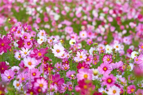 2880x1800 Cosmos Flower Garden Nature Pink Wallpaper