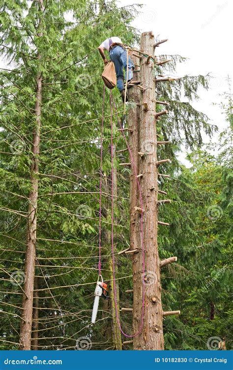 Man Climbing Down From Topped Tree Stock Photo Image 10182830