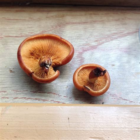 Orange Guy On Wood Mushroom Hunting And Identification