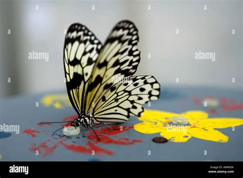 Butterfly Symonds Yat Wye Valley Hi Res Stock Photography And Images