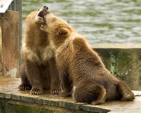 imagen gratis oso grizzly cachorros