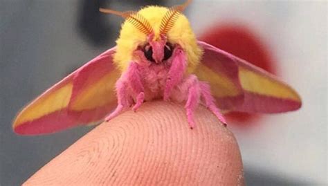 This Colorful Moth Might Just Be The Worlds Most Beautiful Insect