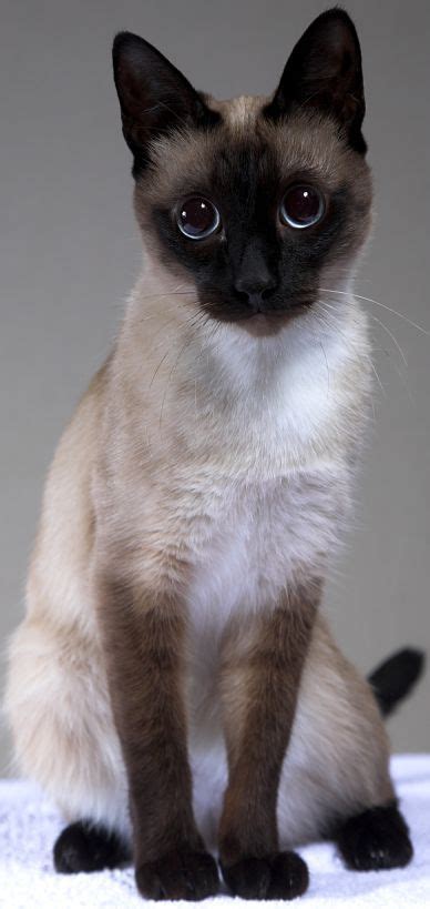 The Traditional Siamese Cat Cat Breeds Encyclopedia Pretty Cats