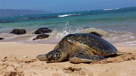 Hawaiian Sea Turtle On The North Shore Of Oahu Smithsonian Photo