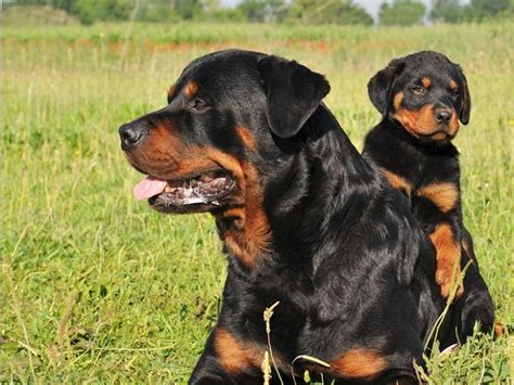 We have owned and loved rottweilers for over 12 years. Beautiful Doberman Puppies - Hull, North Yorkshire