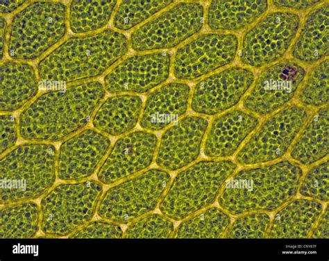 Cells With Chloroplasts In Bryophytes Mnium Sp Norway Stock Photo