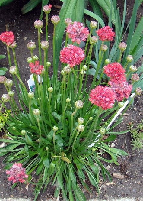 We did not find results for: Pin by .... .... on Gardens,houseplants,flowers,plants and ...
