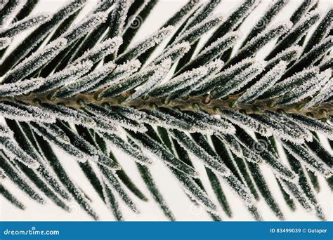 Macro Photo Spruce Branches Covered With Ice Crystals Closeup Stock