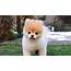 Boo The Pomeranian Aka Worlds Cutest Dog Has Died