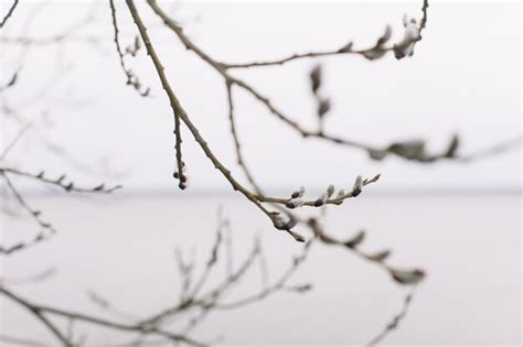 Premium Photo Willow Blossom Branches With Catkins Against The Blue