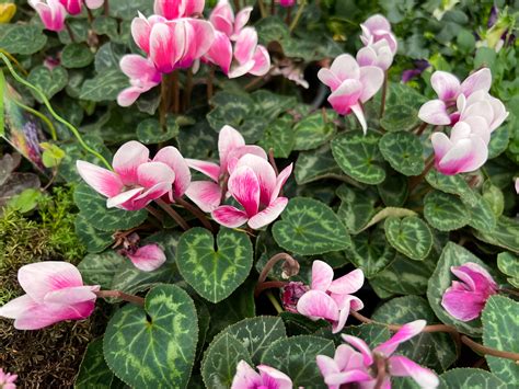 Fotd 6th November 2022 Cyclamen Chronicles Of An Anglo Swiss