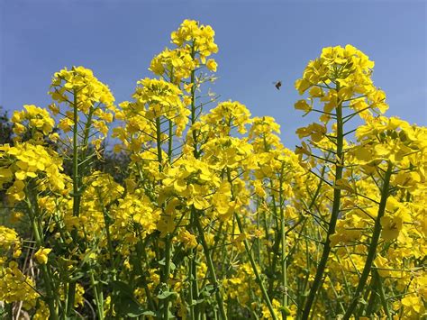 Hd Wallpaper Rape Blossoms Spring Flowers Yellow Plant Growth