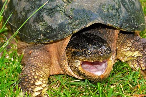 Turtle Snapping Turtle Snapping Large Body Walking Closeup Angry