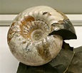 Louisville Fossils and Beyond: Russian Cadoceras Ammonite Fossil